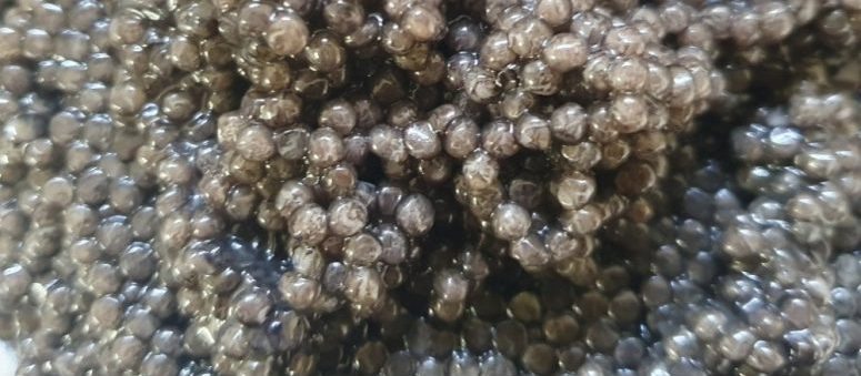 How To Store Caviar? A Guide To Caviar Storage