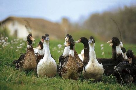 Free Range Mulard Ducks
