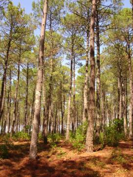 The Landes Region!