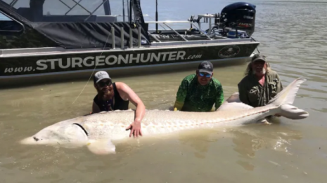 A Giant Sturgeon