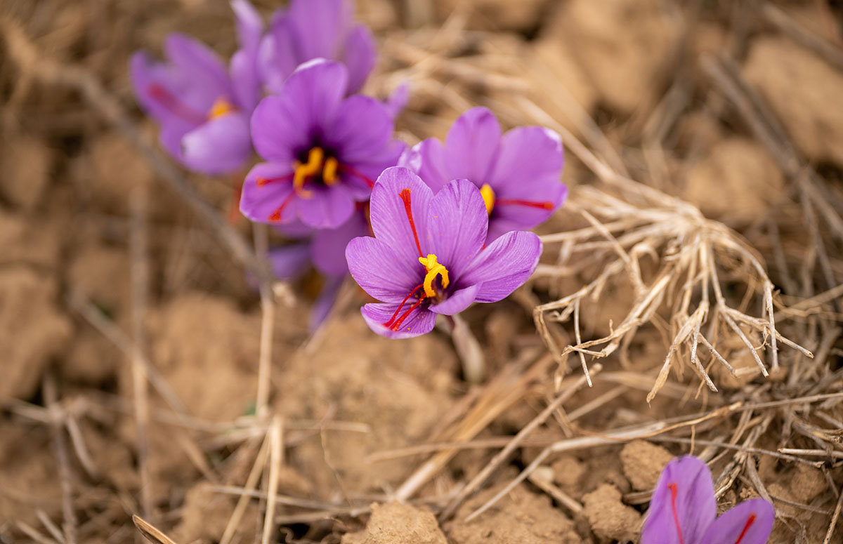 Why Is Saffron So Expensive?