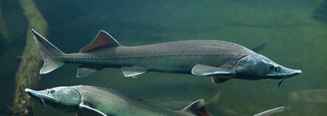 Sturgeon Fish