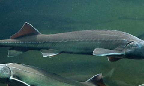 Sturgeon Fish