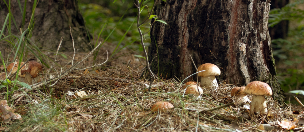 Porcini Mushrooms 101 – All You Need to Know About Porcini Mushrooms